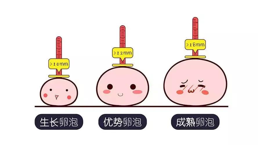 卵泡数量与生育能力：卵泡越多越容易怀孕？专家告诉你真相 (卵泡数量与生殖有关吗)