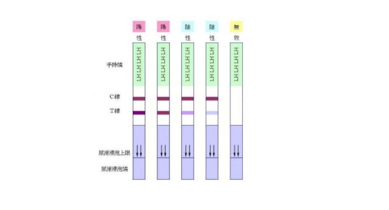 排卵试纸怎么用